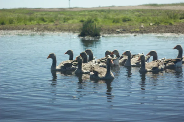 Uma Família Gansos Cinzentos Nadando Água Azul Lago Reserva Arkaim — Fotografia de Stock