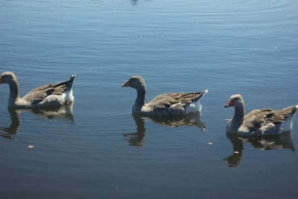 Une Famille Oies Grises Nageant Dans Les Eaux Bleues Lac — Photo