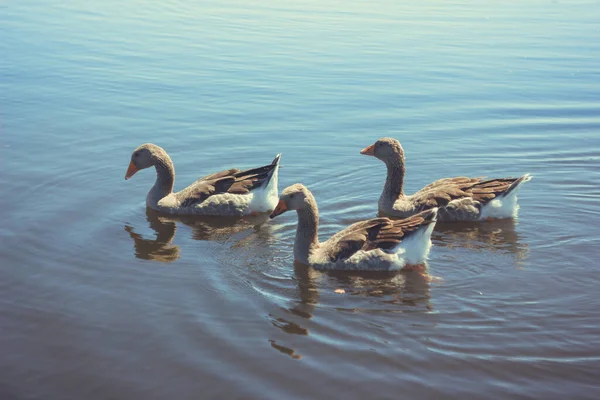 Μια Οικογένεια Από Γκρίζες Χήνες Που Κολυμπούν Στα Καταγάλανα Νερά — Φωτογραφία Αρχείου