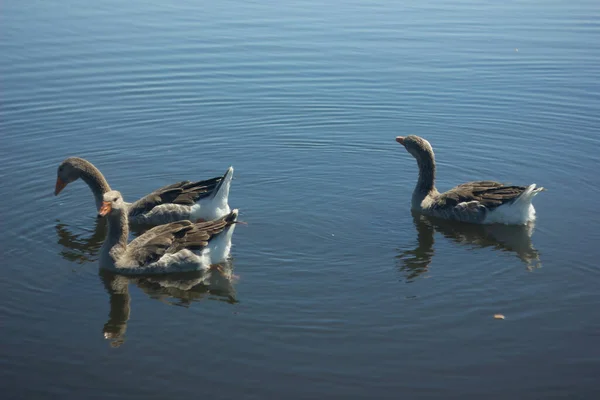 アルカム保護区の湖の青い水の中で泳ぐ灰色のガチョウの家族 大規模な灰色の茶色のガチョウ — ストック写真