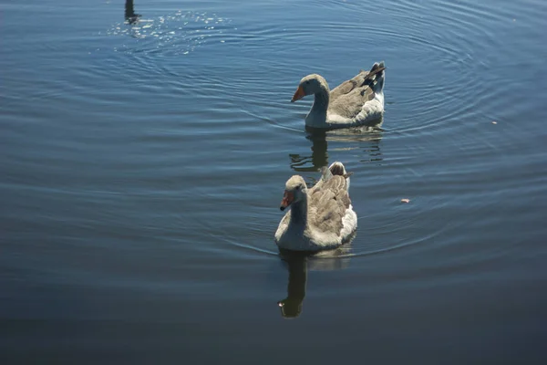 Uma Família Gansos Cinzentos Nadando Água Azul Lago Reserva Arkaim — Fotografia de Stock