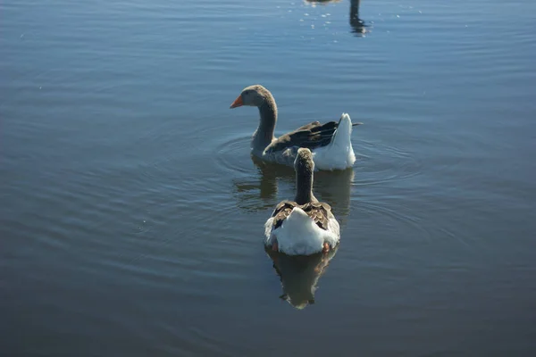 アルカム保護区の湖の青い水の中で泳ぐ灰色のガチョウの家族 大規模な灰色の茶色のガチョウ — ストック写真