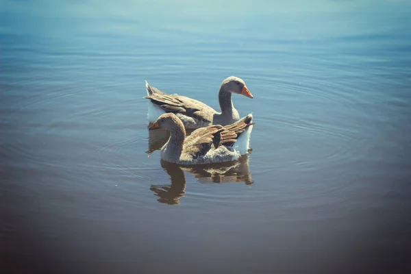 Uma Família Gansos Cinzentos Nadando Água Azul Lago Reserva Arkaim — Fotografia de Stock