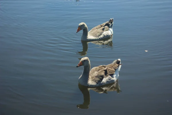 Uma Família Gansos Cinzentos Nadando Água Azul Lago Reserva Arkaim — Fotografia de Stock