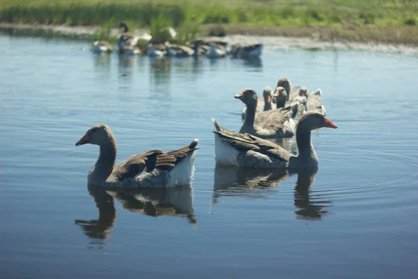 Uma Família Gansos Cinzentos Nadando Água Azul Lago Reserva Arkaim — Fotografia de Stock