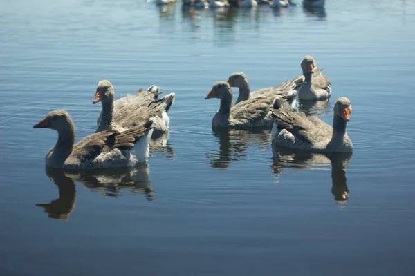 Uma Família Gansos Cinzentos Nadando Água Azul Lago Reserva Arkaim — Fotografia de Stock