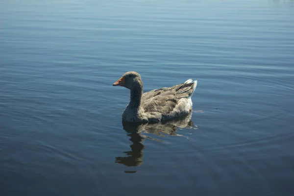 Uma Família Gansos Cinzentos Nadando Água Azul Lago Reserva Arkaim — Fotografia de Stock