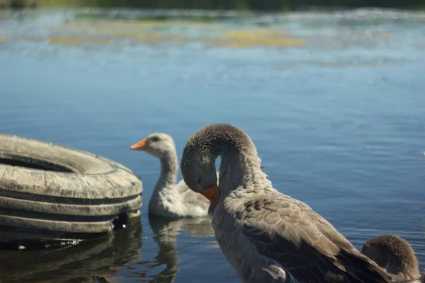 Uma Família Gansos Cinzentos Nadando Água Azul Lago Reserva Arkaim — Fotografia de Stock