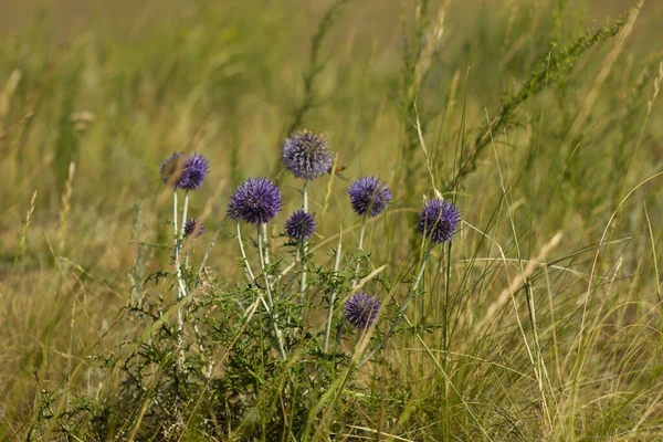 Steppe Květiny Létě Rezervaci Arkaim Detailní Záběr — Stock fotografie