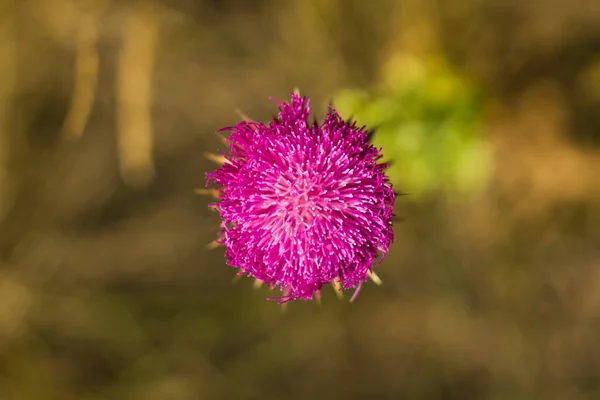 Steppenblumen Sommer Arkaim Reservat Nahaufnahme — Stockfoto