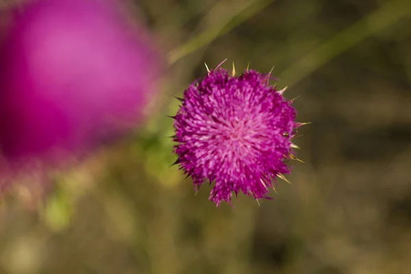 Steppenblumen Sommer Arkaim Reservat Nahaufnahme — Stockfoto