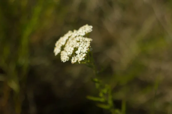 Steppe Květiny Létě Rezervaci Arkaim Detailní Záběr — Stock fotografie