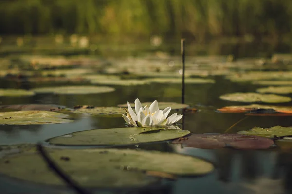 Seerosen Mit Weißen Blüten Einem Teich Arkaim — Stockfoto