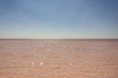Tuzlu pembe Bursol Gölü 'nün (Altai Bölgesi) suyuna yakın çekim).
