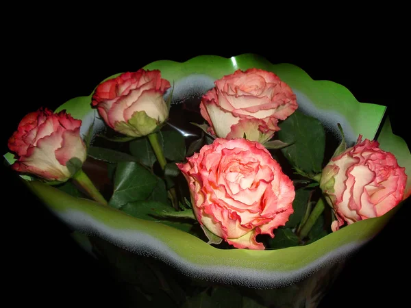 Bouquet of five fresh light roses in a transparent package with an ornament isolated on a black background for fan and admirers of an alternative culture