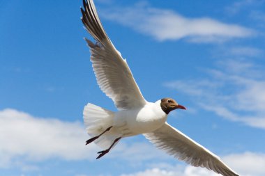 Bir uçan martı mavi gökyüzü ile beyaz bulutlar üzerinde. Portre en alttan