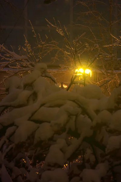 View Window Street Lantern Branches White Fluffy Snow — Stock Photo, Image