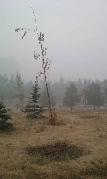 Smog Épais Provenant Combustion Forêts Avec Tourbe Ville Été — Photo