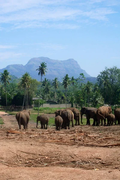 Семья Слонов Идущих Деревне Среди Пальм Фоне Горы — стоковое фото