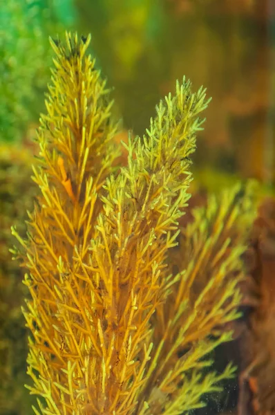 Underwater plants in the dirty yellow water of a home aquarium