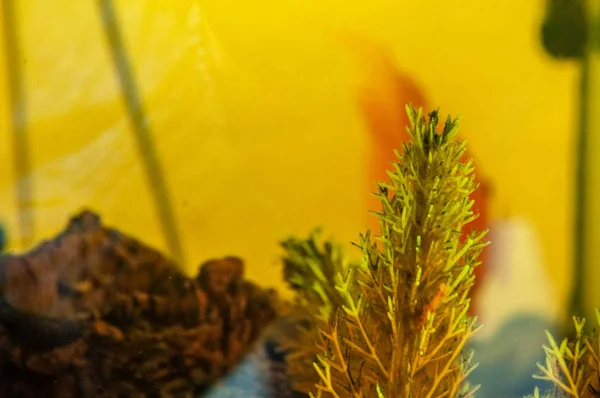 Underwater plants in the dirty yellow water of a home aquarium