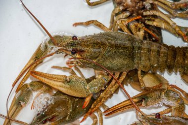 Suda beyaz bir banyoda taze canlı kerevit yakın