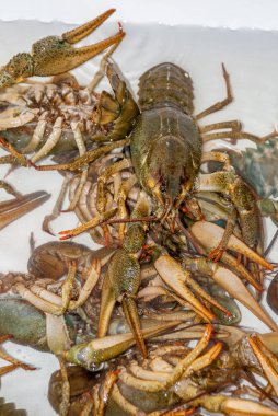 Suda beyaz bir banyoda taze canlı kerevit yakın