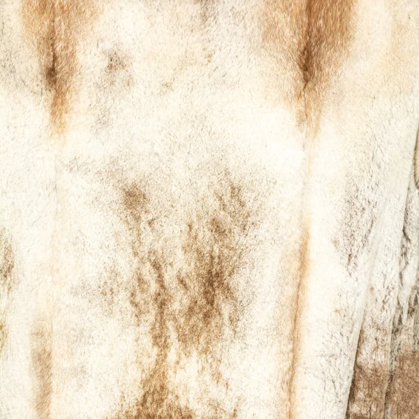 Tekstura naturalnie plamisty beżowy brązowy błyszczące futro — Zdjęcie stockowe