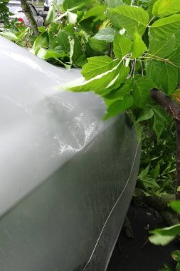 Kasırga sırasında bir ağaç arabanın üzerine düştü. Kırık bir ağaç, yakın plan bir arabada.