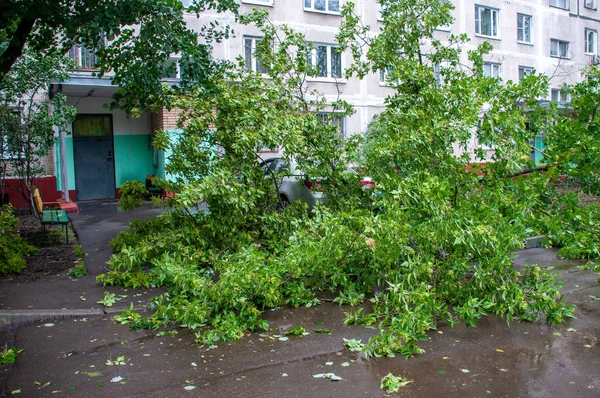 A tree fell on a car during a hurricane. Broken tree on a car