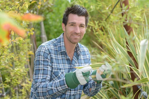 식물의 잎을 검사 하는 남자 — 스톡 사진