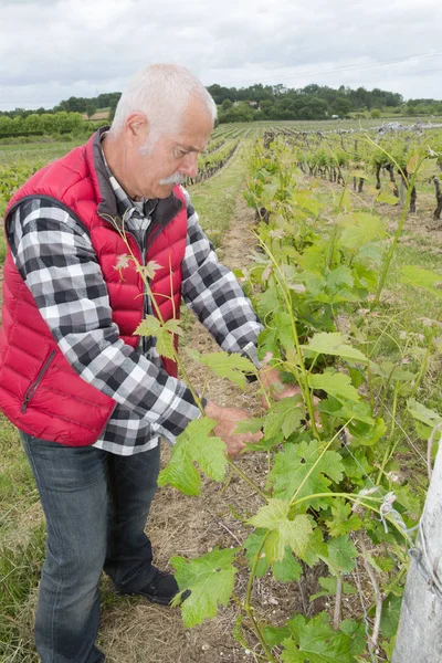 Vigneron expressif travaillant dans sa vigne — Photo