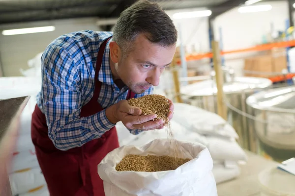 Trabajador oliendo los granos — Foto de Stock