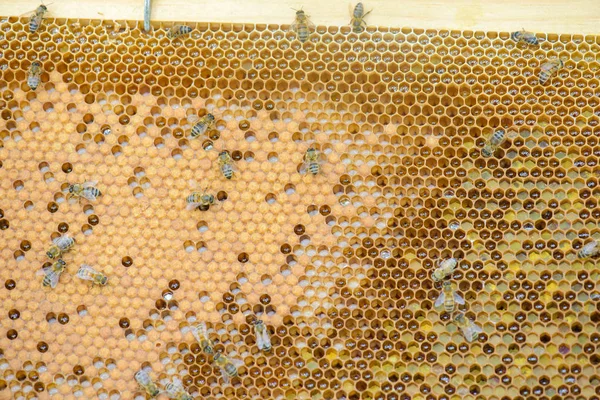 Primer plano de panal y panal de abeja — Foto de Stock