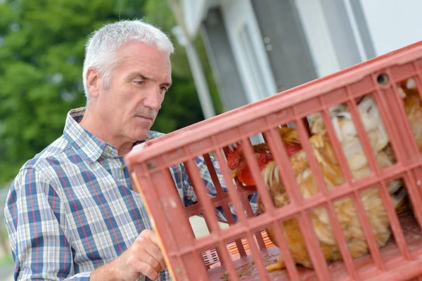 Bauer betrachtet Henne in Plastikkiste — Stockfoto