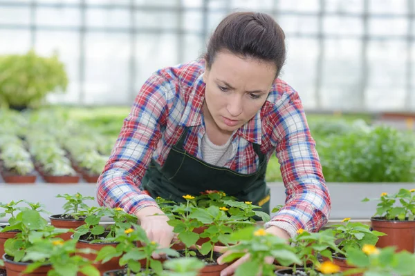 Tuinder sorteren planten en tuin — Stockfoto