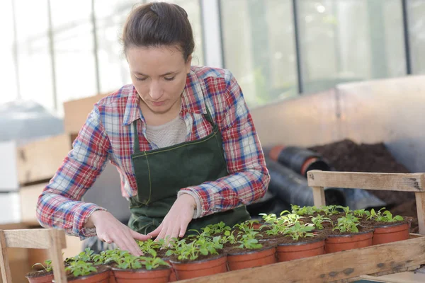 Les petits pots contenant des plantes — Photo