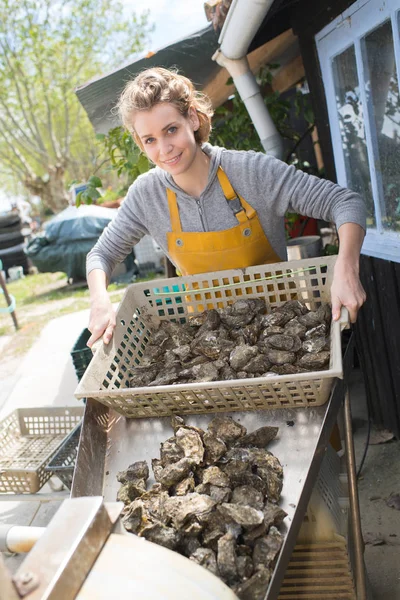 Mujer con cosecha de ostras frescas —  Fotos de Stock