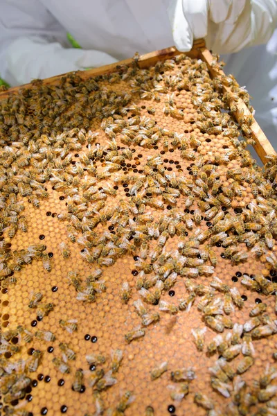 Albinele pe un cadru din lemn — Fotografie, imagine de stoc