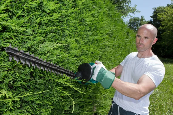 Cutting a hedge and man — Stock Photo, Image