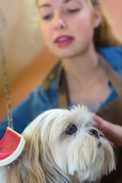 刷牙的狗和宠物 — 图库照片