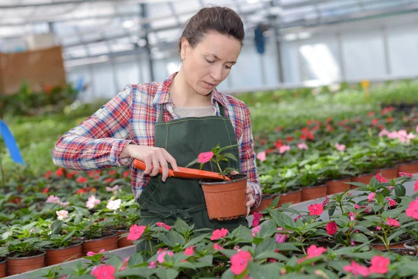 Trabalhador que cuida das flores no berçário — Fotografia de Stock