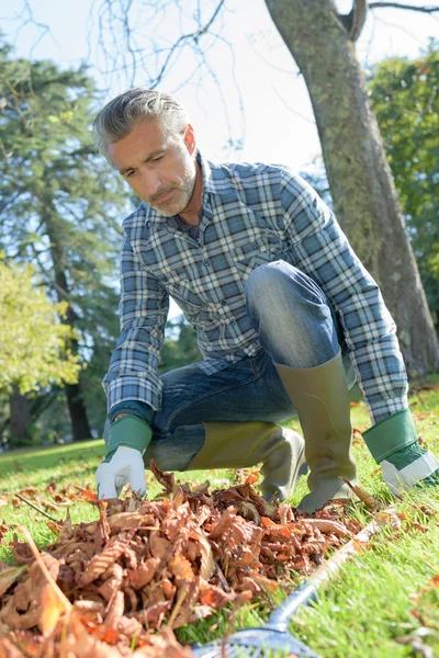 Gathering Dry Leaves — Stock Photo, Image