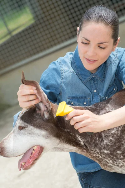 Kadın Veteriner okşayarak köpek hayvan barınağında — Stok fotoğraf