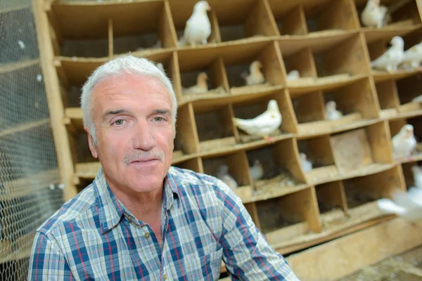 Man with pigeons and farm — Stock Photo, Image
