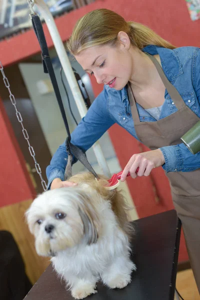 Hond krijgen geborsteld in een grooming salon — Stockfoto