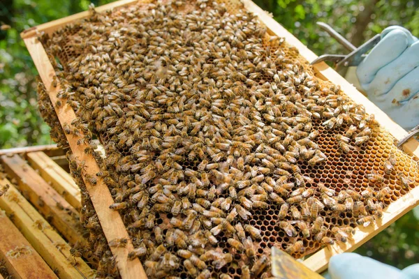 養蜂家のフレームを持ち上げる — ストック写真