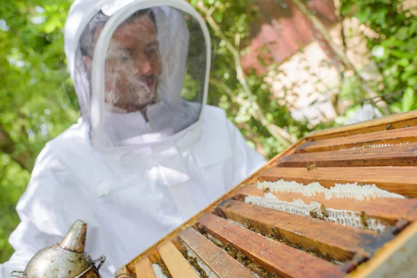 Nahaufnahme Eines Imkers Der Einem Bienenstock Arbeitet — Stockfoto