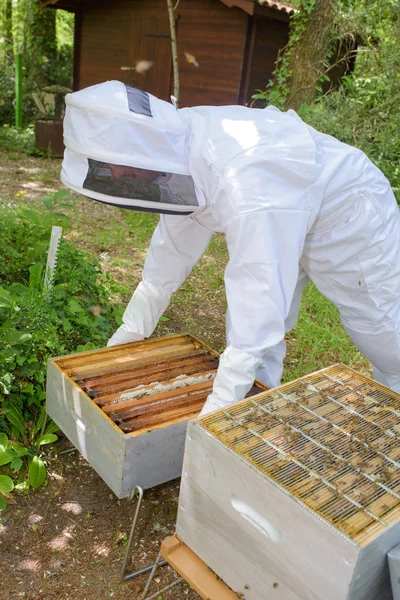 Včelař pracuje na úl — Stock fotografie
