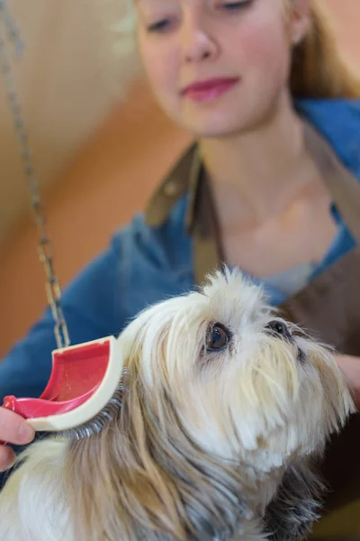 Peinando al perro y a la mascota — Foto de Stock